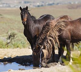 Horses drinking water